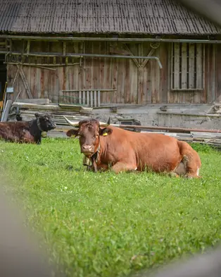 Face to face with the animals